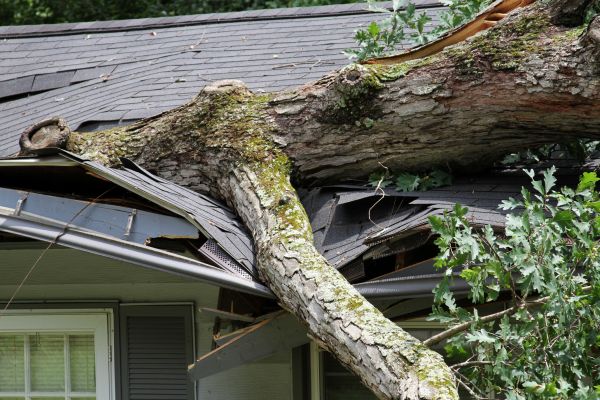 Storm Remediation in Allen
