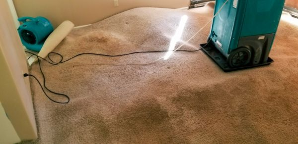 Carpet Water Extraction in Allen